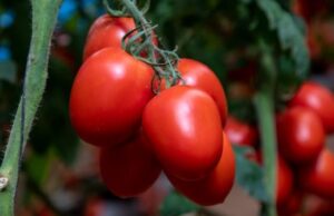 Tomatoes Capture Largest Share of Namibia's Horticultural Export