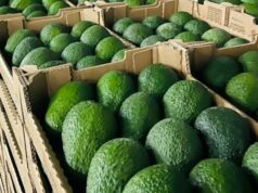 Morocco Set to Achieve Record Avocado Exports in a Competitive Global Market