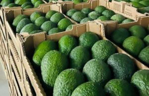 Morocco Set to Achieve Record Avocado Exports in a Competitive Global Market