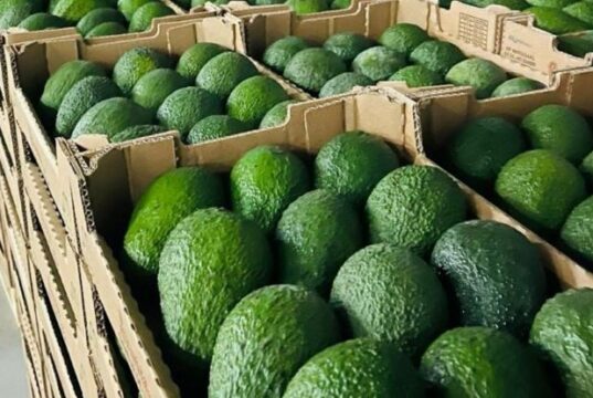 Morocco Set to Achieve Record Avocado Exports in a Competitive Global Market