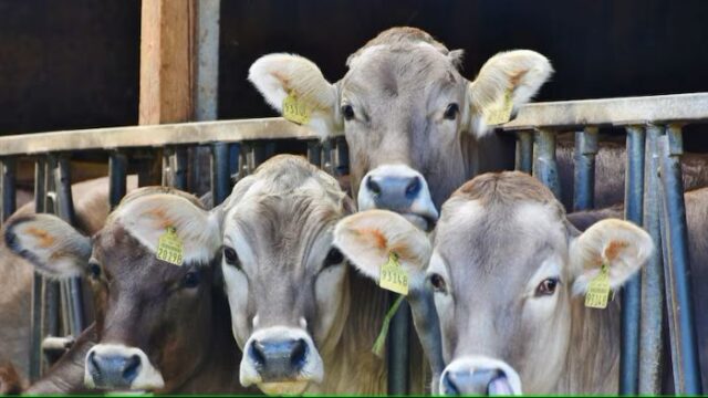 Banki Livestock market Banki International Livestock market is officially back in business