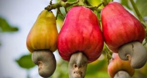 Ivory Coast’s Cashew Sector Anticipates 20% Growth in 2025
