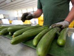 Morocco leads Spain's Cucumber Imports in Record-Breaking Agricultural Season