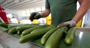 Morocco leads Spain's Cucumber Imports in Record-Breaking Agricultural Season