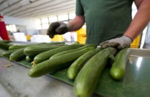 Morocco leads Spain's Cucumber Imports in Record-Breaking Agricultural Season