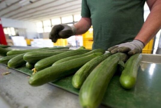 Morocco leads Spain's Cucumber Imports in Record-Breaking Agricultural Season