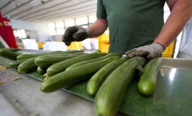 Morocco leads Spain's Cucumber Imports in Record-Breaking Agricultural Season