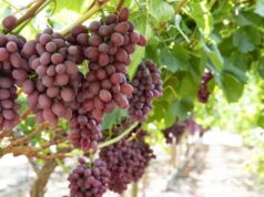 SilverStreet Capital Celebrates Landmark Table Grape Harvest in Namibia