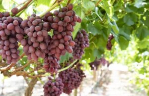 SilverStreet Capital Celebrates Landmark Table Grape Harvest in Namibia