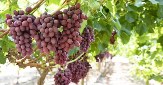 SilverStreet Capital Celebrates Landmark Table Grape Harvest in Namibia