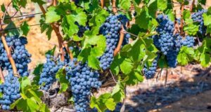 Green Deal: A Double-Edged Sword for South Africa’s Agriculture?