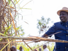 Kenya Launches Bonus Programme to Boost Sugar Cane Cultivation