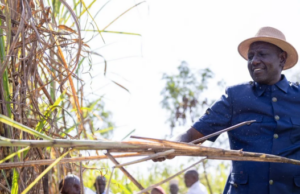 Kenya Launches Bonus Programme to Boost Sugar Cane Cultivation