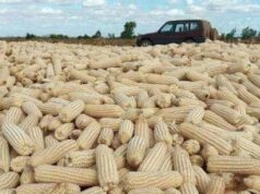 South Africa Imports White Maize Necessitated by Severe Drought