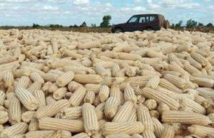 South Africa Imports White Maize Necessitated by Severe Drought