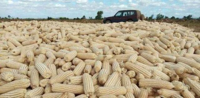 South Africa Imports White Maize Necessitated by Severe Drought