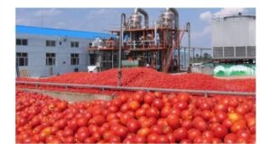 Transforming Tomatoes: Burkina Faso Unveils USD 2.4 Million Processing Plant
