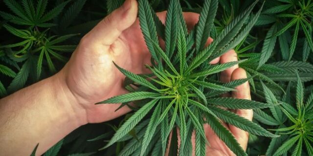 Canabi Morocco: 22 Innovative Cannabis Products Transforming the Industry