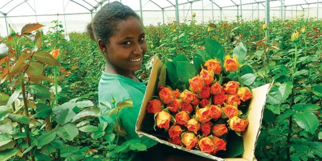 Ethiopia Ethiopia’s Flower Exports Slip