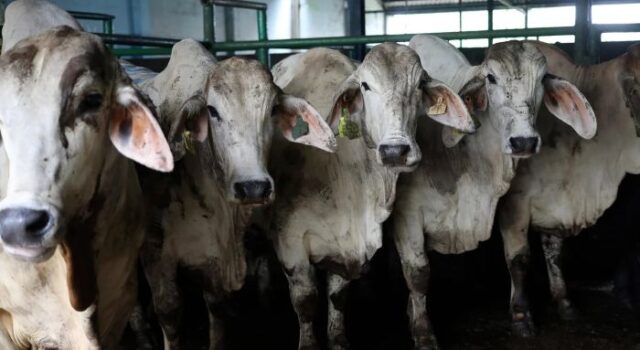 lump skin Namibia Vaccinates Cattle to Prevent Lumpy Skin Disease Before Exports