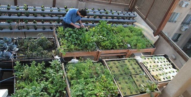 Rooftop agriculture Rooftop Revolution: Transforming a Struggling Egyptian Village Through Rooftop Agriculture (Northern Africa) (3 Minutes Read) Nagaa Aoun, once a struggling village in Egypt's Beheira Governorate north of Cairo, has experienced a remarkable transformation. Thanks to innovative rooftop farming, the community has achieved self-sufficiency in vegetables and a stable income. Ragab Rabie, a 45-year-old former fisherman, spearheaded this initiative after being inspired by a video of a Chinese farmer cultivating crops on his rooftop. Recognising the potential to improve his and his neighbours’ financial situations, Rabie began exploring ways to adapt this idea locally. Previously, the village, bordered by small salt lakes and barren land, faced economic difficulties, with many men working as day labourers in nearby towns in construction, auto repair, and agriculture. After researching hydroponic farming, Rabie persuaded several residents to join a pilot project. The initial hurdle was that many homes were constructed from straw and reeds, which were not suitable for rooftop farming. However, with assistance from banks and financial institutions, many villagers built new homes with concrete roofs ideal for hydroponic systems. Today, the villagers are reaping the rewards of rooftop farming. Rabie noted that each hydroponic unit, measuring 105 cm wide and 3 meters long, can produce 405 seedlings, equivalent to the yield of 175 square meters of traditional farmland. These units can be harvested four times a year and use less than a quarter of the water needed for conventional farming, as the hydroponic system operates in a closed-loop, minimising water waste. The project has drastically cut unemployment in the village by 95 percent and improved living standards, with residents enjoying better housing, clothing, and food. He believes that innovative solutions like rooftop farming are essential for the future of agriculture in Egypt, where only 3-4 percent of land is arable. Rabie and the residents of Nagaa Aoun aim to promote rooftop farming in neighbouring villages to enhance food security and economic stability in rural Egypt. Read Also; https://trendsnafrica.com/egypts-agro-sun-to-export-to-us-market-for-first-time/ Rabie follow advancements in Chinese rooftop farming technology and hopes to collaborate with Chinese companies to boost local production and income, noting that there is much to learn from China's expertise in this field. Additionally, the initiative has extended to Alexandria University, where villagers have established hydroponic units to supply seedlings and aromatic plants for agricultural research.