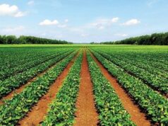 and the Kaduna State government launch the first phase of the Special Agro-industrial Processing Zones (SAPZ) program.