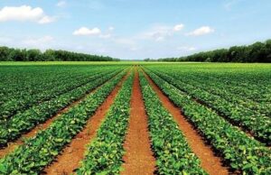 and the Kaduna State government launch the first phase of the Special Agro-industrial Processing Zones (SAPZ) program.