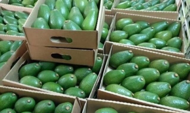 South African Avocados Poised for Record Year as Shipments Begin to Europe and UK