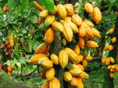 Among the top-performing products, cocoa and its derivatives maintained a dominant position, underlining the continued importance of agricultural commodities in Nigeria’s export portfolio. Cocoa exports were followed closely by urea (a key fertiliser component), cashew nuts, and gold, each of which contributed significantly to export revenues.