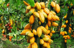 Among the top-performing products, cocoa and its derivatives maintained a dominant position, underlining the continued importance of agricultural commodities in Nigeria’s export portfolio. Cocoa exports were followed closely by urea (a key fertiliser component), cashew nuts, and gold, each of which contributed significantly to export revenues.