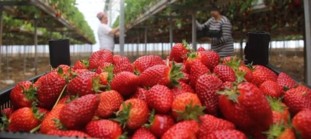 Strawberry feilds Early Strawberry Boom in Algeria: Prices Plummet Amid Record Harvest and Expanded Cultivation