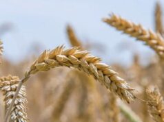 For the 2024/2025 season, Morocco has imported nearly 2 million tonnes of soft wheat from the European Union, solidifying its role as the second-largest importer, trailing only Nigeria.