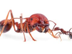 Foreign Nationals Plead Guilty in Kenya Over Attempt to Smuggle 5,000 Queen Ants in Wildlife Trafficking Case