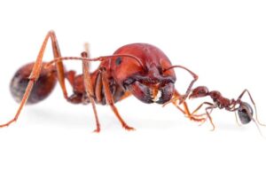 Foreign Nationals Plead Guilty in Kenya Over Attempt to Smuggle 5,000 Queen Ants in Wildlife Trafficking Case