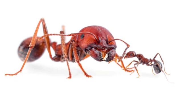 messor-cephalotes Ants Foreign Nationals Plead Guilty in Kenya Over Attempt to Smuggle 5,000 Queen Ants in Wildlife Trafficking Case