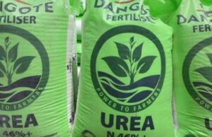 Dangote Fertiliser, which started commercial operations in 2022, exports around 1.1 million metric tonnes—roughly 37% of its total output—to the U.S. The company plays a central role in Nigeria’s broader effort to diversify its economy beyond oil.