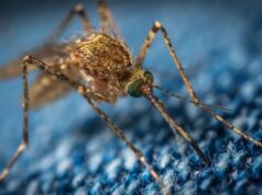 The Kenyan government has sounded the alarm over malaria’s persistent threat, announcing the country recorded over 5 million cases in 2024, with hotspots concentrated in counties bordering Lake Victoria, Turkana, and Kwale.