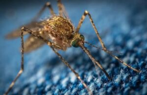 The Kenyan government has sounded the alarm over malaria’s persistent threat, announcing the country recorded over 5 million cases in 2024, with hotspots concentrated in counties bordering Lake Victoria, Turkana, and Kwale.