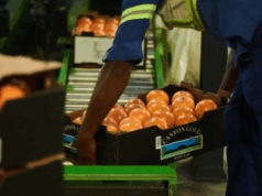 The Agricultural Business Chamber of South Africa (Agbiz) welcomed the news following comments by Wu Peng, the Chinese Ambassador to South Africa, who reiterated China's commitment to strengthening economic ties. Using the social media platform X (formerly Twitter), Ambassador Wu confirmed that China is open to importing more agricultural and industrial goods from South Africa, reflecting its strategic focus on securing food supply chains.