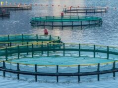 The African Aquaculture Company (AAC) has raised N$41 million (€2 million) in equity financing to initiate the first phase of its pioneering salmon farming project off the coast of Lüderitz.