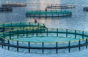 The African Aquaculture Company (AAC) has raised N$41 million (€2 million) in equity financing to initiate the first phase of its pioneering salmon farming project off the coast of Lüderitz.