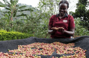 Meridah Nandudu, the founder of Bayaaya Speciality Coffee, built a growing coffee chain by working on a simple formula that women brought to her for sale can fetch a premium price slightly higher than men.