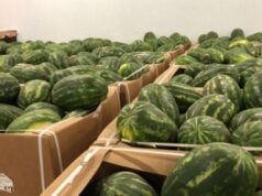 Watermelon Surge from Mauritania Chokes Tanger Med Port, Export Delays Mount