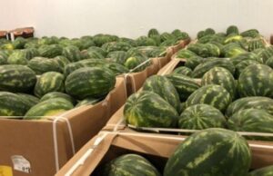 Watermelon Surge from Mauritania Chokes Tanger Med Port, Export Delays Mount