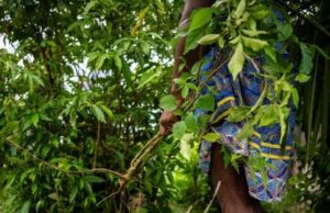 iboga roots