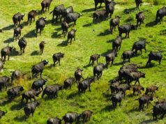the Okavango Delta
