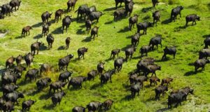 the Okavango Delta