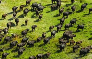 the Okavango Delta