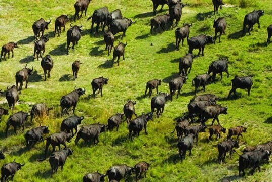 the Okavango Delta