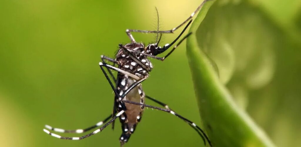 Burkina Faso Shuts Down Bill Gates-Backed Genetically Modified Mosquito Project 1 Burkina Faso Shuts Down Bill Gates-Backed Genetically Modified Mosquito Project